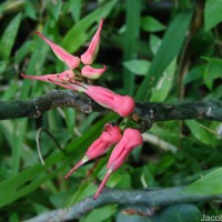 Euphorbia tithymaloides subsp. tithymaloides